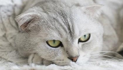 B体育平台_ 北京国安队阵容调整对球队战术风格的影响，北京国安球队队员