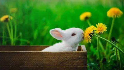 B体育平台_ 北京国安队阵容调整分析：新援融入与战术磨合，北京国安对员名单